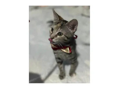 Gato raça SRD-ViraLata idade 2 a 6 meses nome Nana