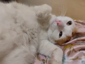 Gato raça SRD-ViraLata idade 2 anos nome Orun 