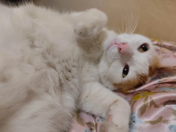 Gato ra a SRD-ViraLata idade 2 anos nome Orun 