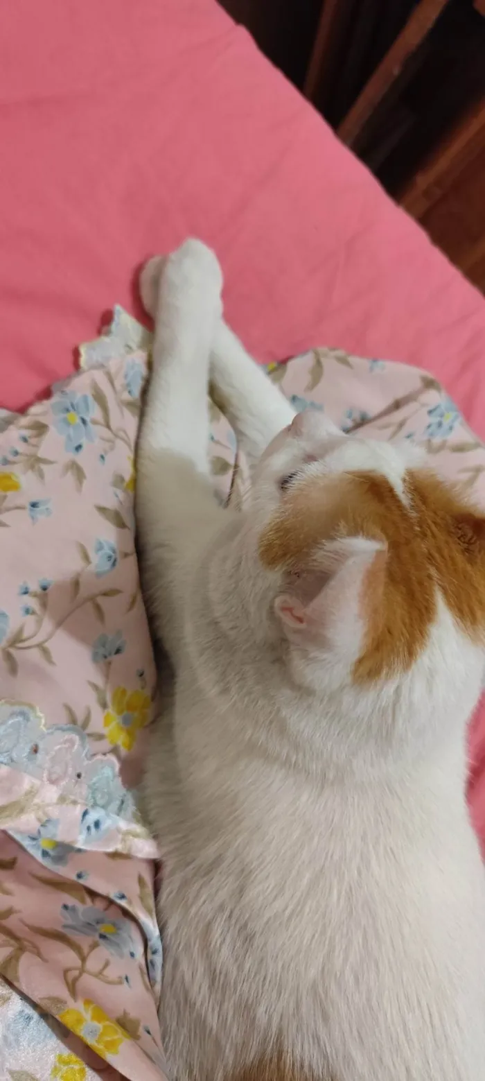 Gato ra a SRD-ViraLata idade 2 anos nome Orun 