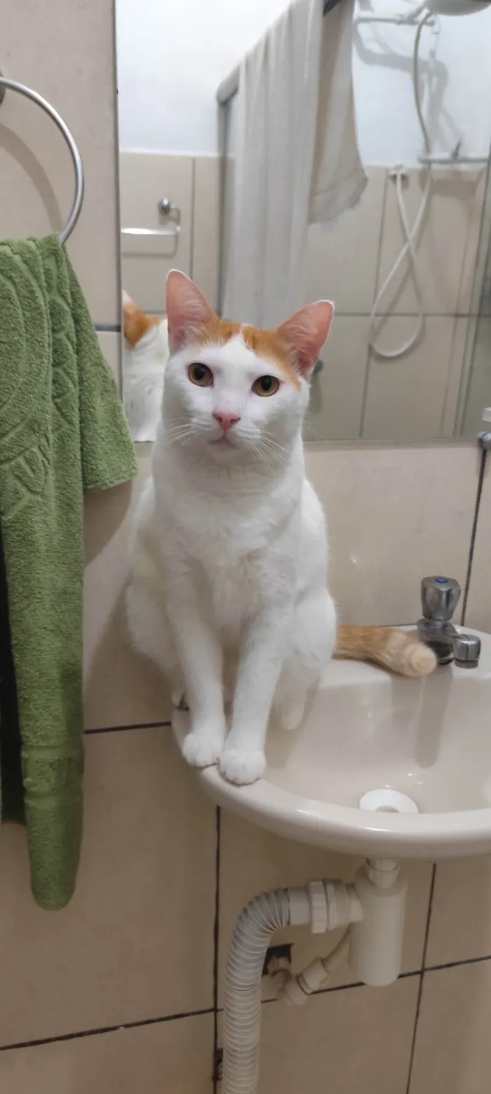 Gato ra a SRD-ViraLata idade 2 anos nome Orun 