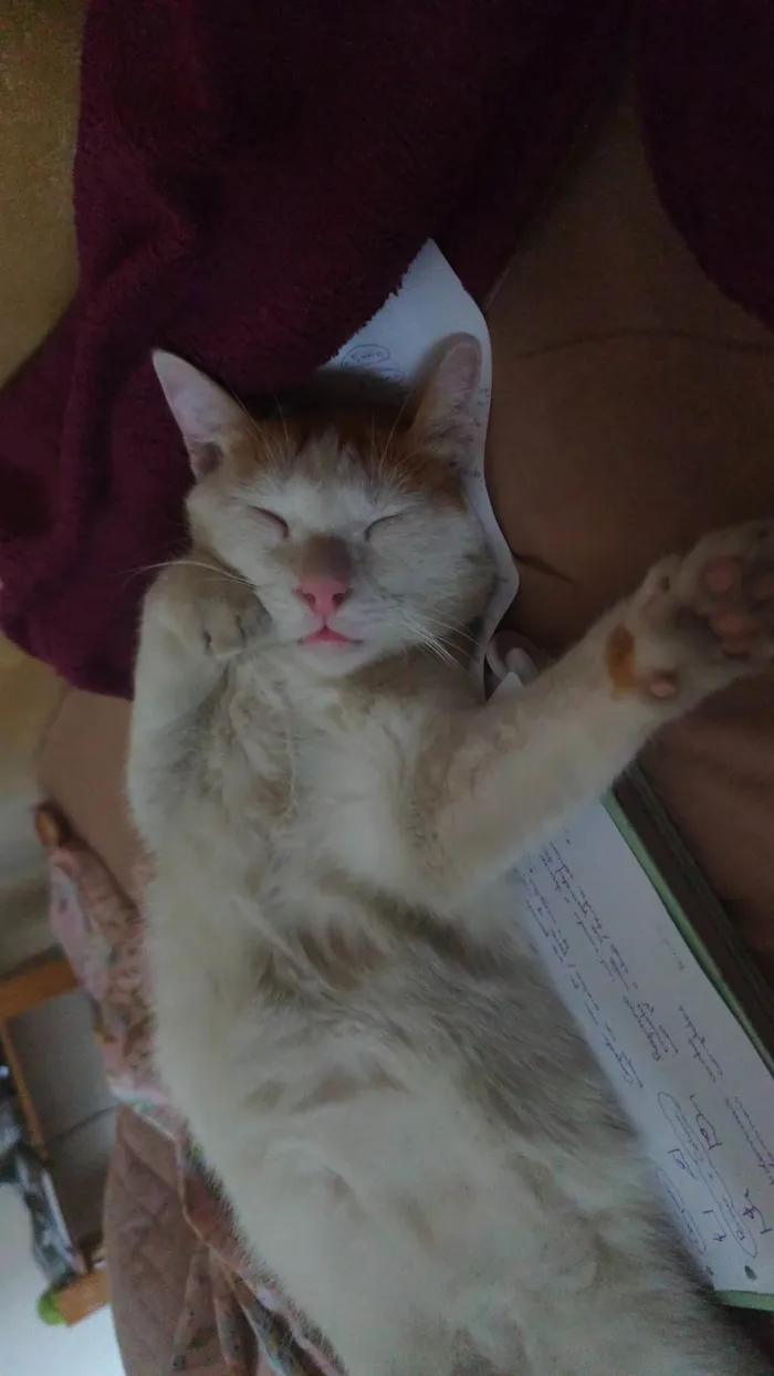 Gato ra a SRD-ViraLata idade 2 anos nome Orun 