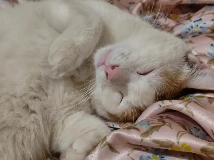 Gato ra a SRD-ViraLata idade 2 anos nome Orun 