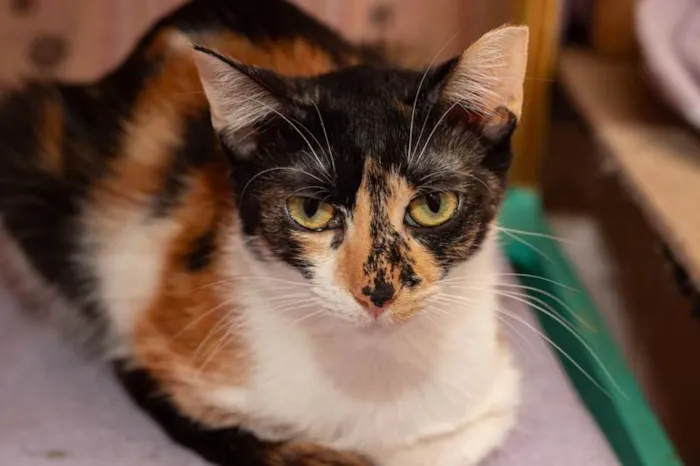 Gato ra a SRD-ViraLata idade 3 anos nome Pati