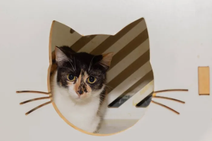 Gato ra a SRD-ViraLata idade 3 anos nome Pati