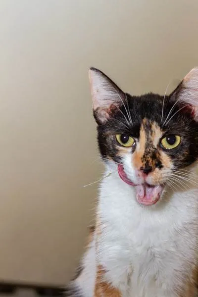 Gato ra a SRD-ViraLata idade 3 anos nome Pati