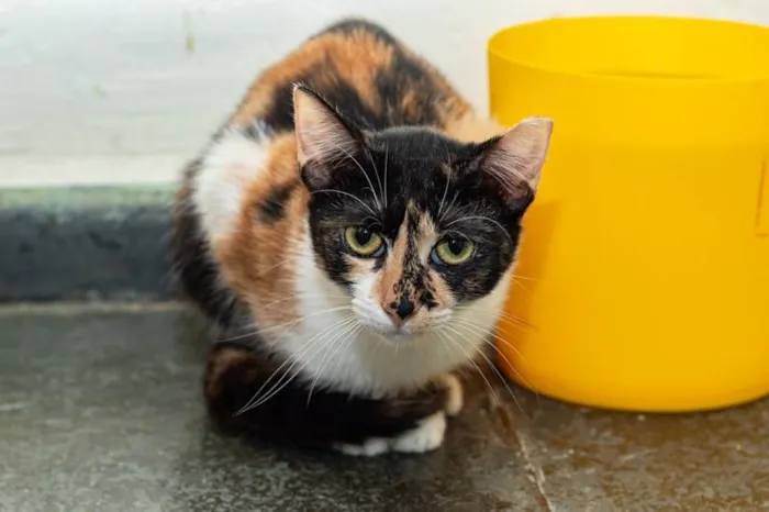 Gato ra a SRD-ViraLata idade 3 anos nome Pati