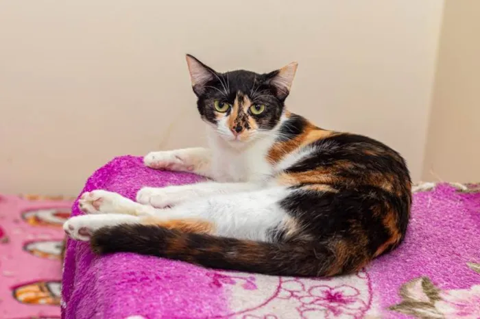 Gato ra a SRD-ViraLata idade 3 anos nome Pati