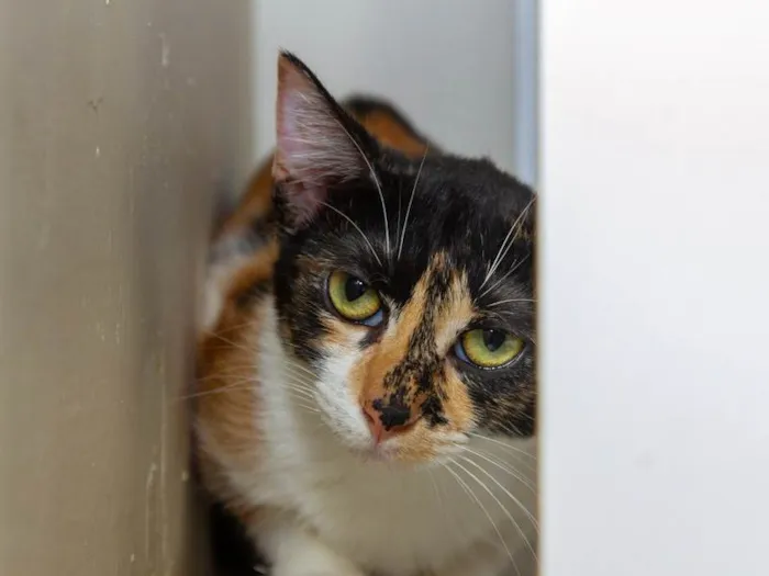 Gato ra a SRD-ViraLata idade 3 anos nome Pati