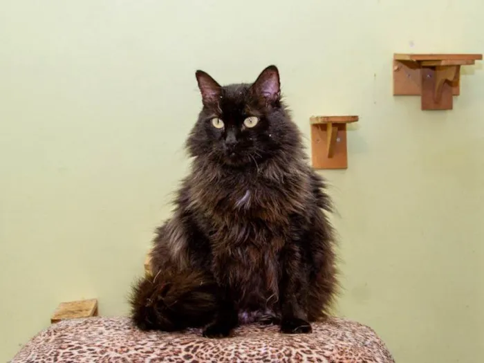 Gato ra a SRD-ViraLata idade 3 anos nome Banguela