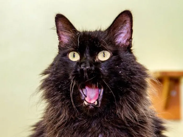 Gato ra a SRD-ViraLata idade 3 anos nome Banguela