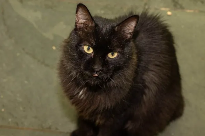Gato ra a SRD-ViraLata idade 3 anos nome Banguela
