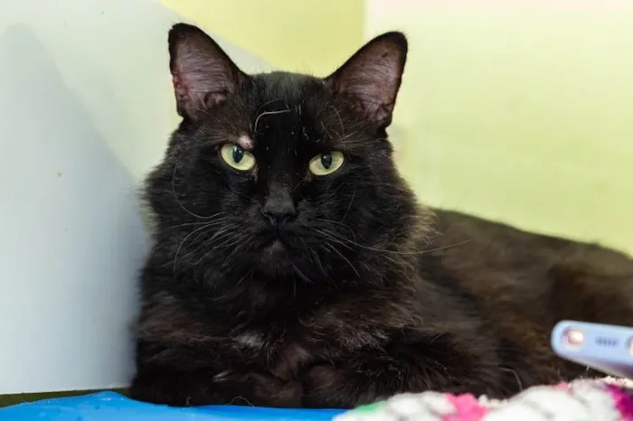 Gato ra a SRD-ViraLata idade 3 anos nome Banguela