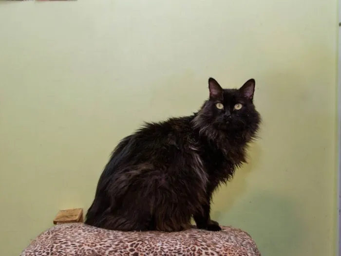 Gato ra a SRD-ViraLata idade 3 anos nome Banguela