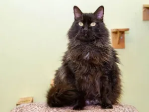 Gato raça SRD-ViraLata idade 3 anos nome Banguela