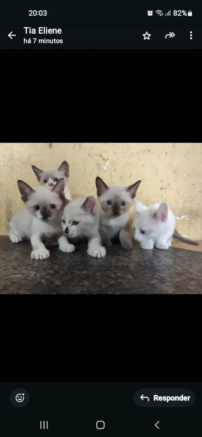 Gato ra a Siamês idade Abaixo de 2 meses nome Indefinido 