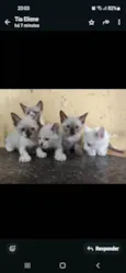 Indefinido