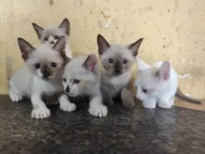 Gato raça Siamês idade Abaixo de 2 meses nome Indefinido 