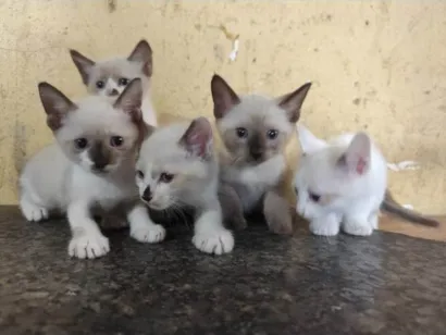 Gato raça Siamês idade Abaixo de 2 meses nome Indefinido 