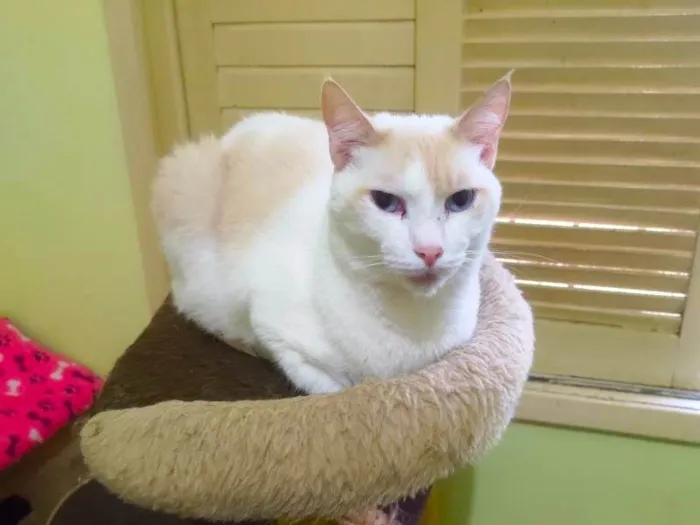 Gato ra a SRD-ViraLata idade 3 anos nome Igor