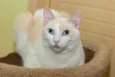 Igor