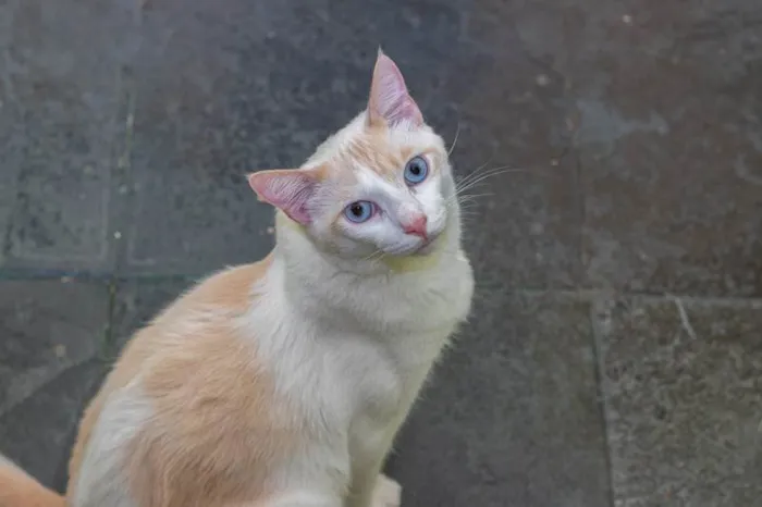 Gato ra a SRD-ViraLata idade 3 anos nome Igor
