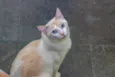 Igor