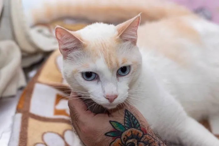 Gato ra a SRD-ViraLata idade 3 anos nome Igor