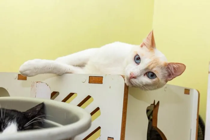 Gato ra a SRD-ViraLata idade 3 anos nome Igor