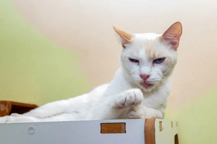 Gato ra a SRD-ViraLata idade 3 anos nome Igor
