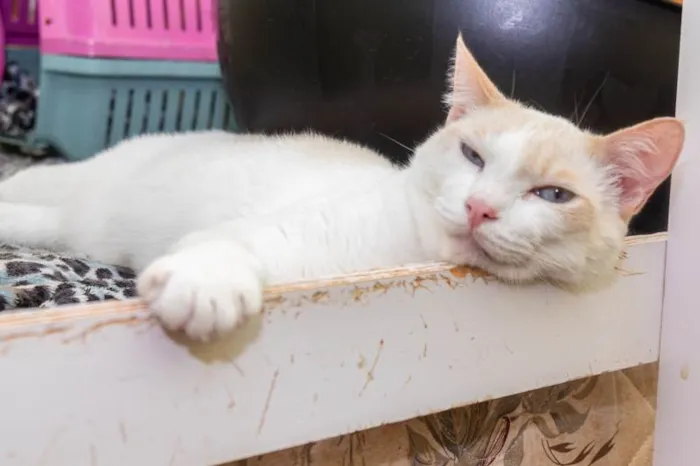 Gato ra a SRD-ViraLata idade 3 anos nome Igor