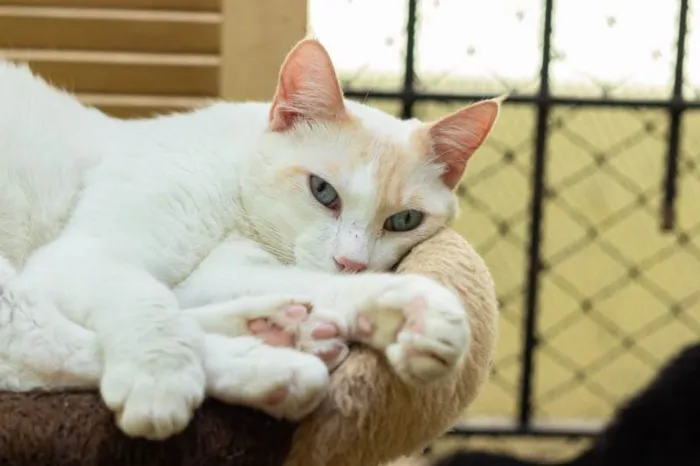 Gato ra a SRD-ViraLata idade 3 anos nome Igor