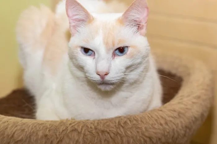 Gato ra a SRD-ViraLata idade 3 anos nome Igor