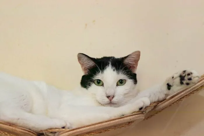 Gato ra a SRD-ViraLata idade 2 anos nome Shani
