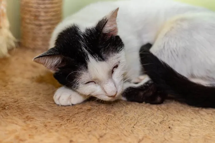 Gato ra a SRD-ViraLata idade 2 anos nome Shani