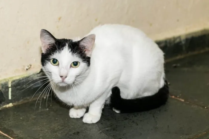 Gato ra a SRD-ViraLata idade 2 anos nome Shani