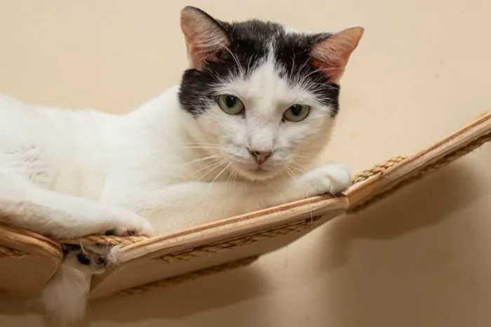 Gato ra a SRD-ViraLata idade 2 anos nome Shani