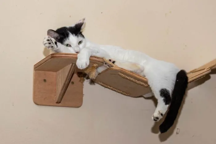 Gato ra a SRD-ViraLata idade 2 anos nome Shani