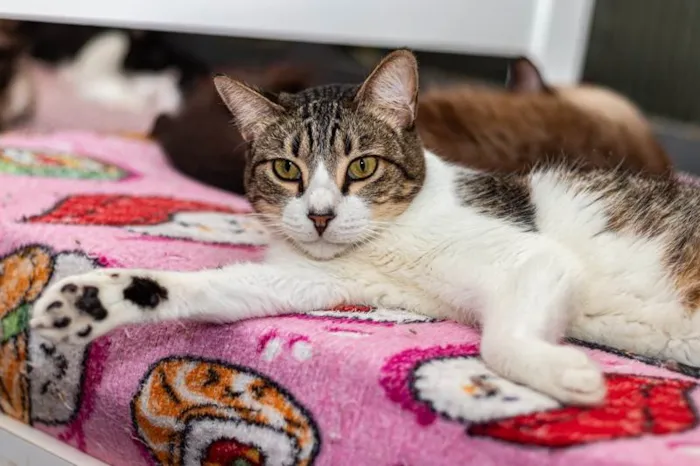 Gato ra a SRD-ViraLata idade 2 anos nome Geiza
