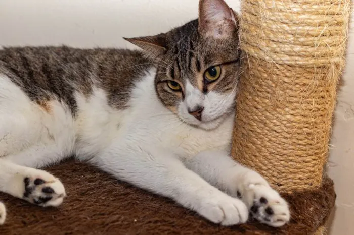 Gato ra a SRD-ViraLata idade 2 anos nome Geiza