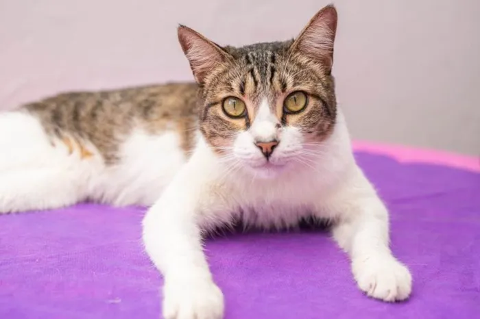 Gato ra a SRD-ViraLata idade 2 anos nome Geiza
