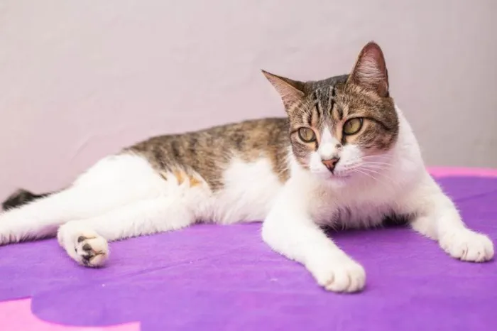 Gato ra a SRD-ViraLata idade 2 anos nome Geiza