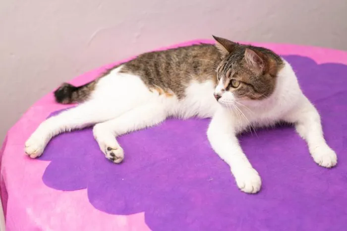 Gato ra a SRD-ViraLata idade 2 anos nome Geiza