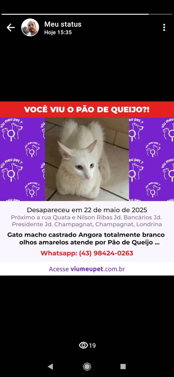 Gato ra a Angorá idade 2 anos nome Pão de Queijo 