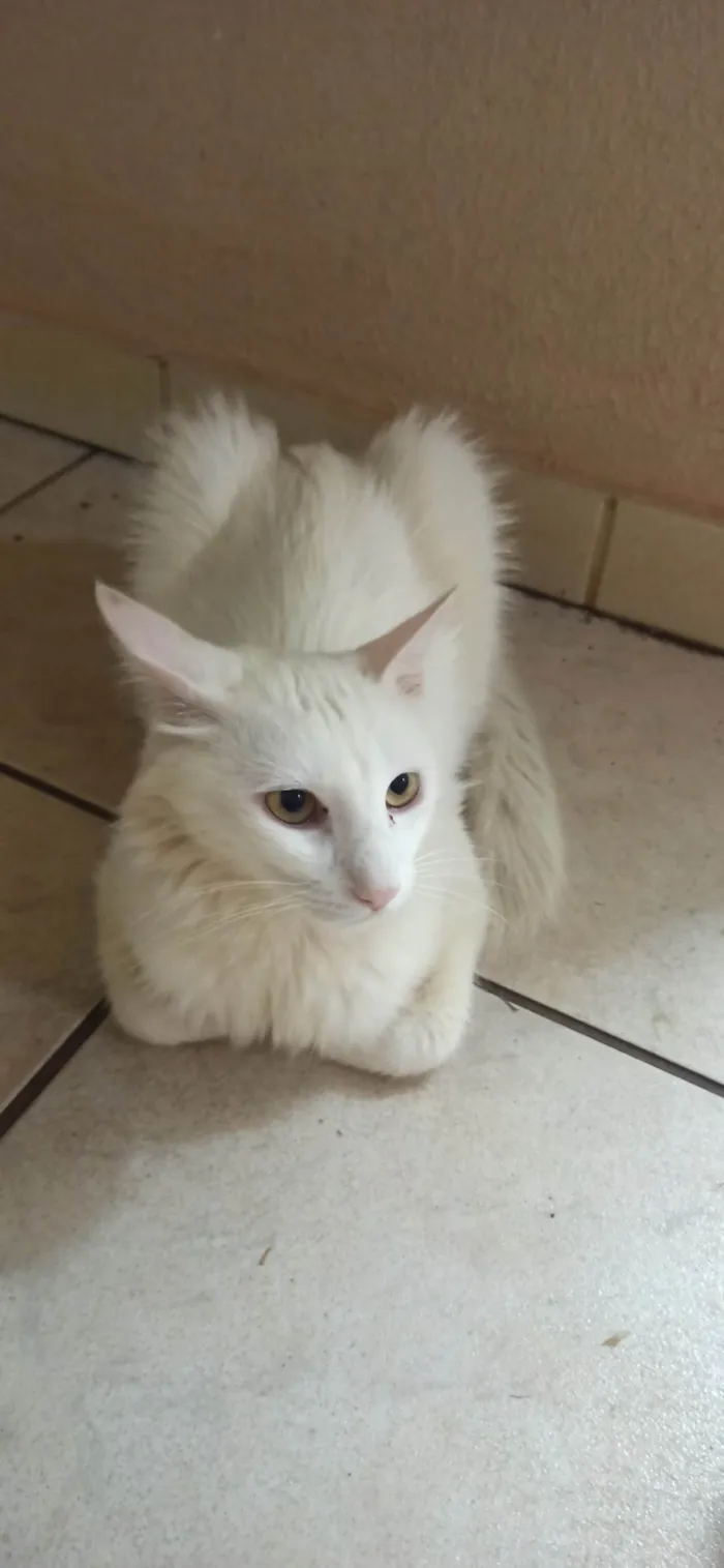 Gato ra a Angorá idade 2 anos nome Pão de Queijo 
