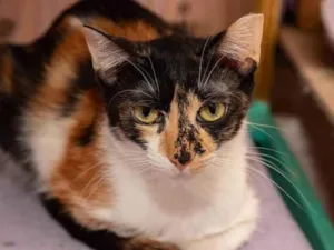 Gato raça SRD-ViraLata idade 3 anos nome Pati