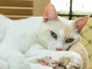Gato raça SRD-ViraLata idade 3 anos nome Igor