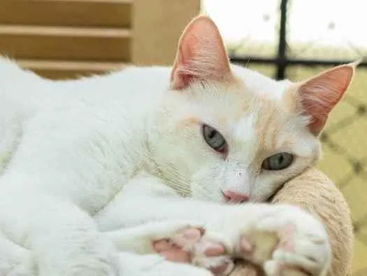 Gato ra a SRD-ViraLata idade 3 anos nome Igor
