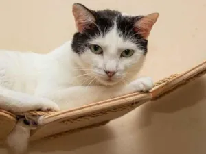 Gato raça SRD-ViraLata idade 2 anos nome Shani