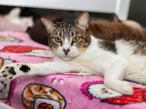 Gato raça SRD-ViraLata idade 2 anos nome Geiza
